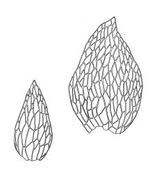 Ephemeropsis trentepohlioides, two perichaetial leaves. Drawn from A.J. Fife 7340, CHR 406491.
 Image: R.C. Wagstaff © Landcare Research 2017 